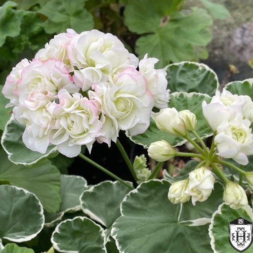 Pelargonium 'Uaito Ringu' - Pelargoon 'Uaito Ringu' P9/0,55L